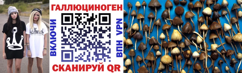 купить  сайты  Выборг  Галлюциногенные грибы Cubensis 